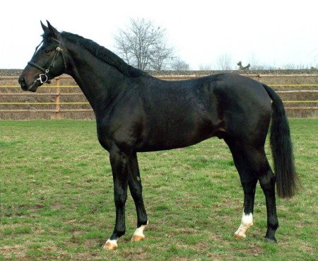 4881 Aranykapu Stevignon (2004) - Oldenburgi