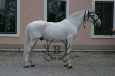 2696 - Siglavy Capriola X-6 (1989) - Lipicai