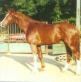 2816 Varázsló 96 Vezérem (1990) - Kisbéri félvér