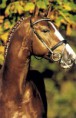4583 Lord Weingard ( 2001) - Oldenburgi